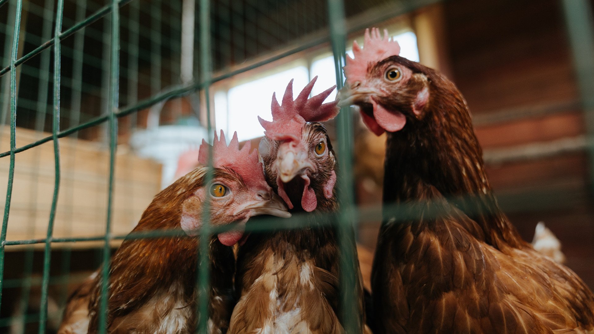 双面神迹,当马竞的钢铁洪流碾过玻利维亚高原,德布劳内在抢七暗夜点亮权杖