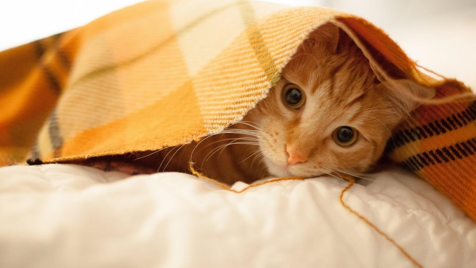 马克西纪录夜的光芒下，步行者与魔术的激烈较量