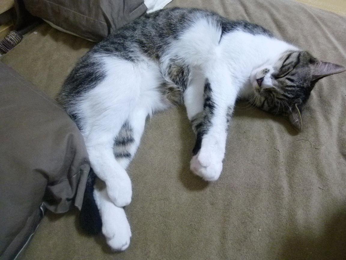 新赛场奇迹，乌克兰速胜安哥拉，迪巴拉跨界成关键先生