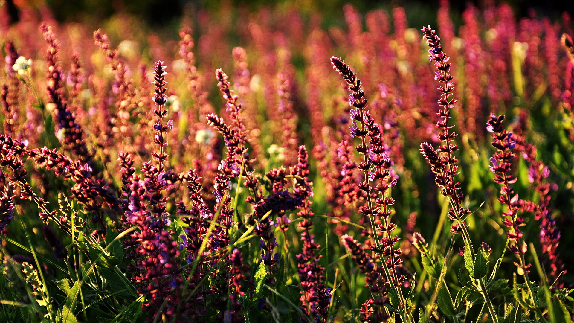 鏖战达拉斯!莫兰特星爆时刻击破独行侠