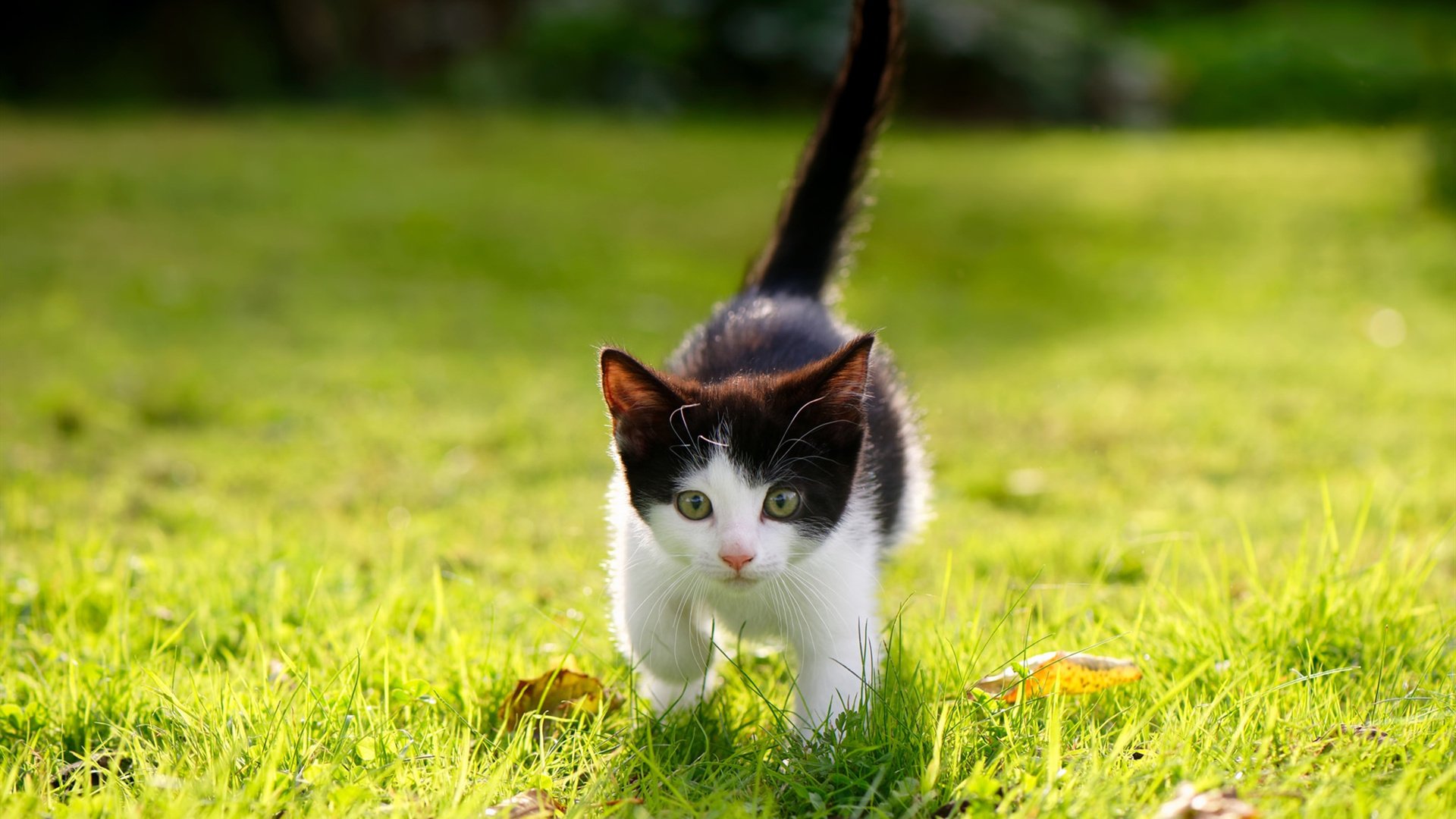 开云体育官网-紫金城墙，当年度焦点之战的唯一解，名为安东尼·戴维斯