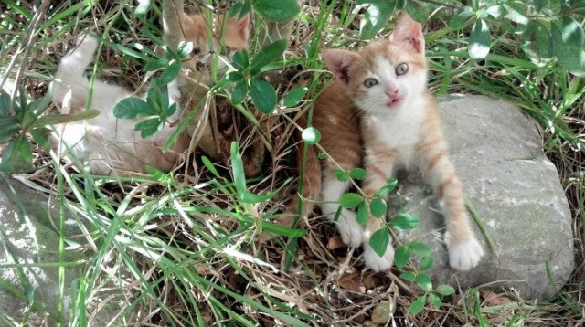 双城记，伦纳德的聚光灯与明尼苏达的寒铁风暴