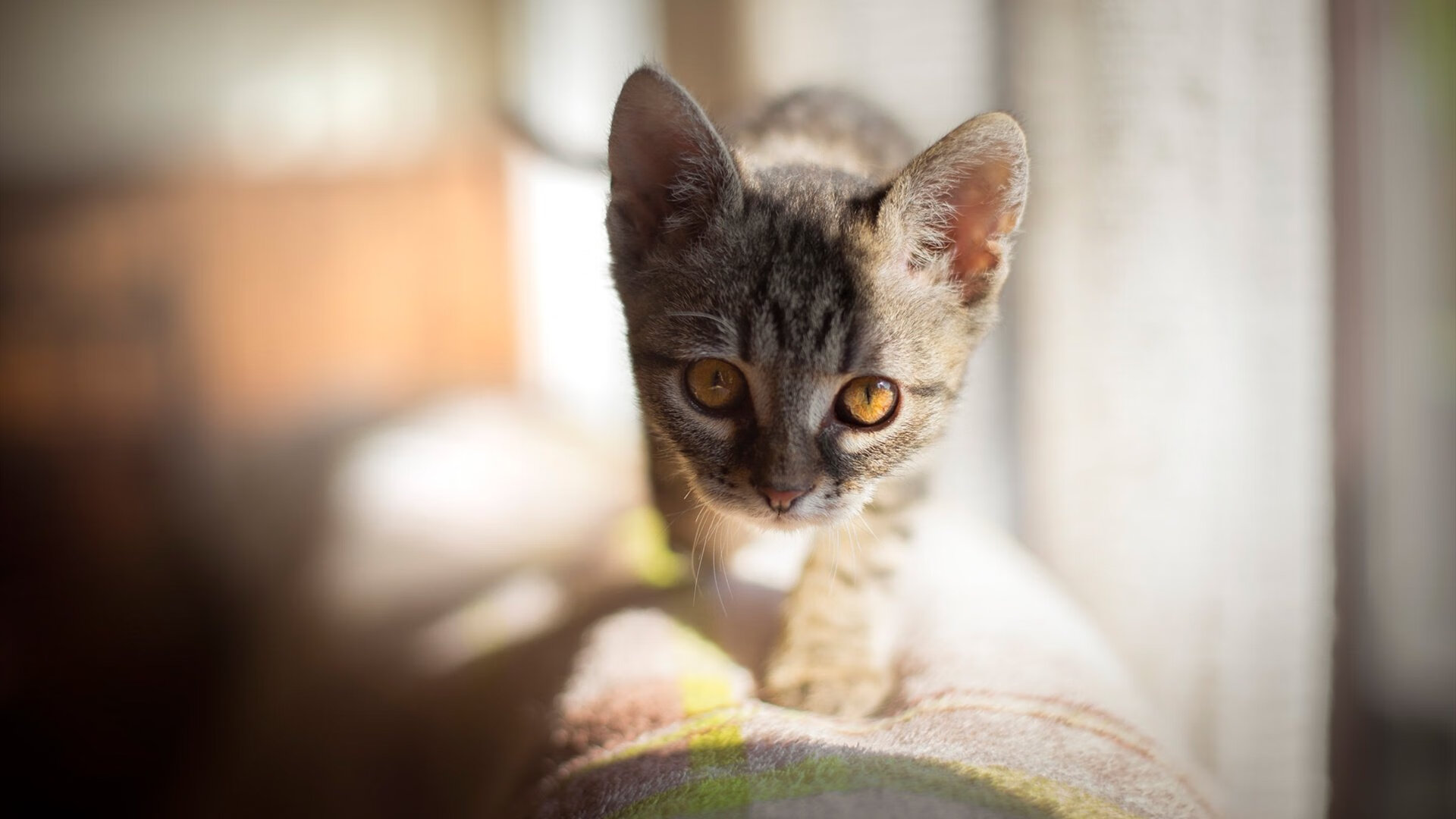 跨越维度的篮筐，吉林队冰封雷霆，锡安在平行宇宙加冕关键先生