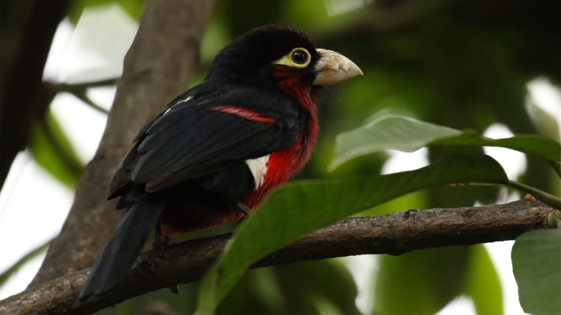克莱三分雨浇灭火箭，勇士提前锁定胜局让悬念步入黄昏