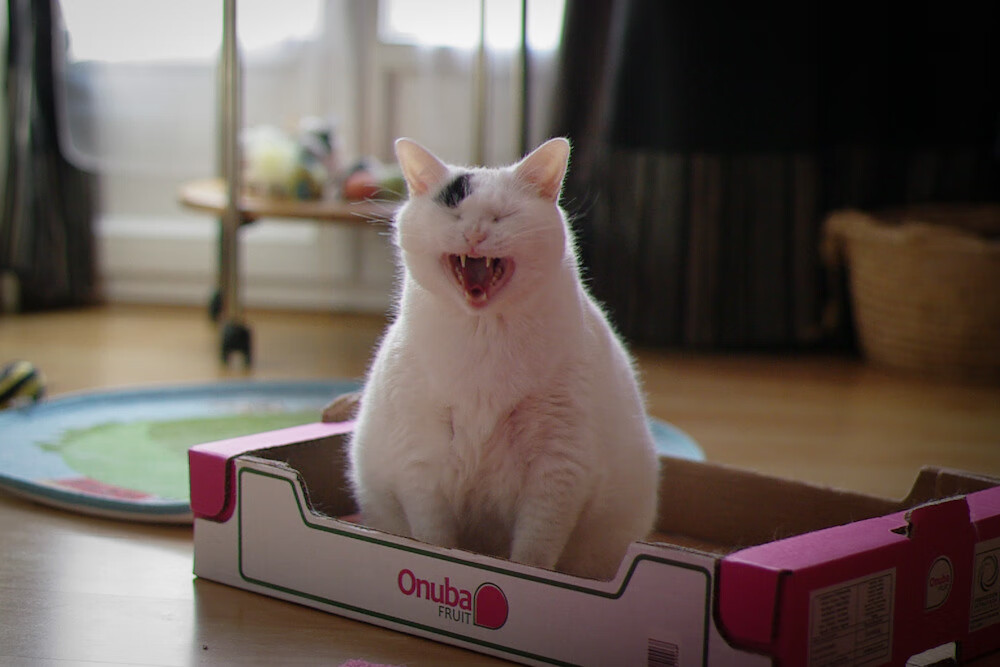 逆袭与正名,鹈鹕绝地反击,塔图姆压力下展翅飞翔