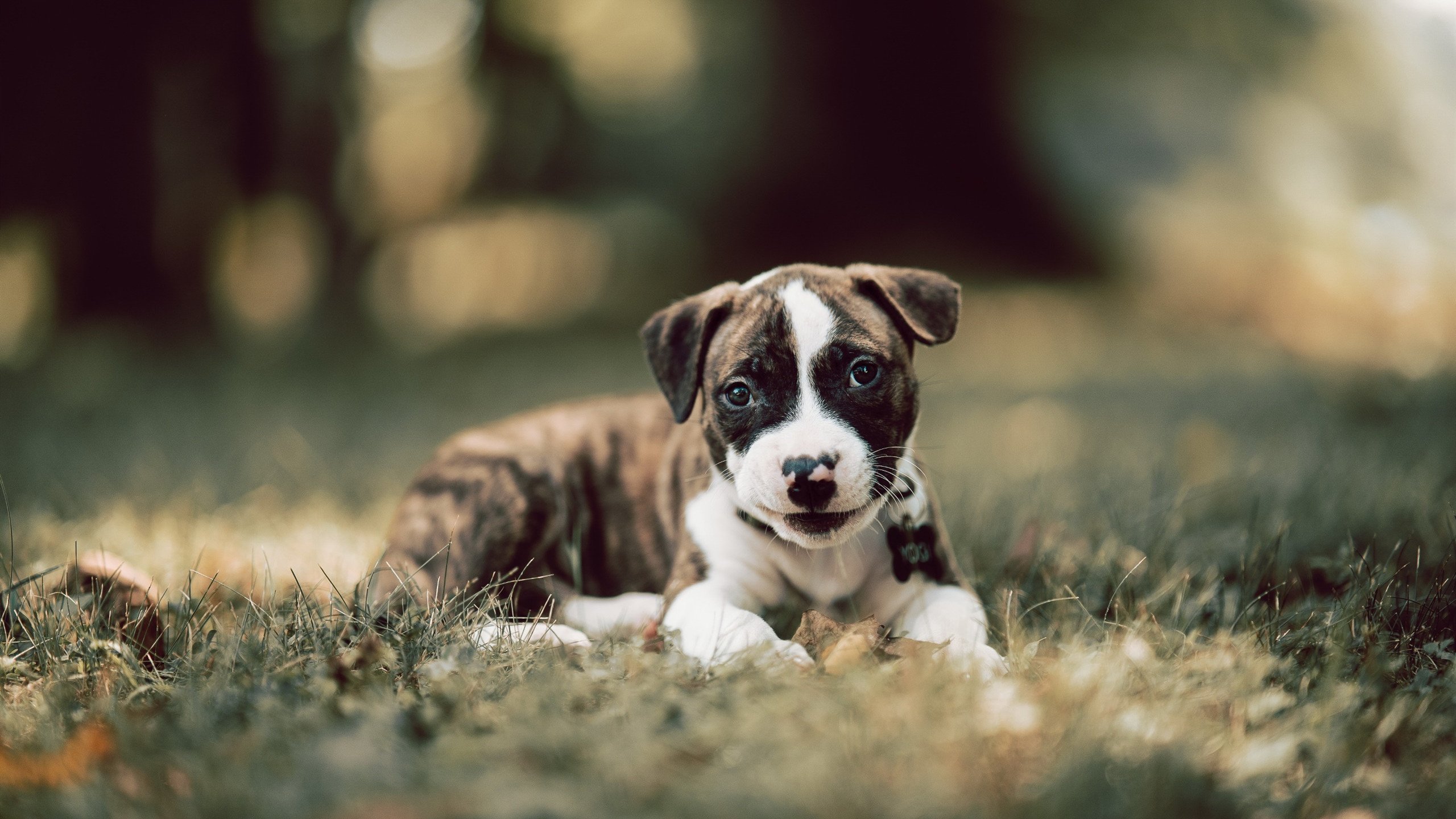 开云体育-撕裂团队防线的利刃，当加维的个人魔法刺穿勒沃库森韩国防线