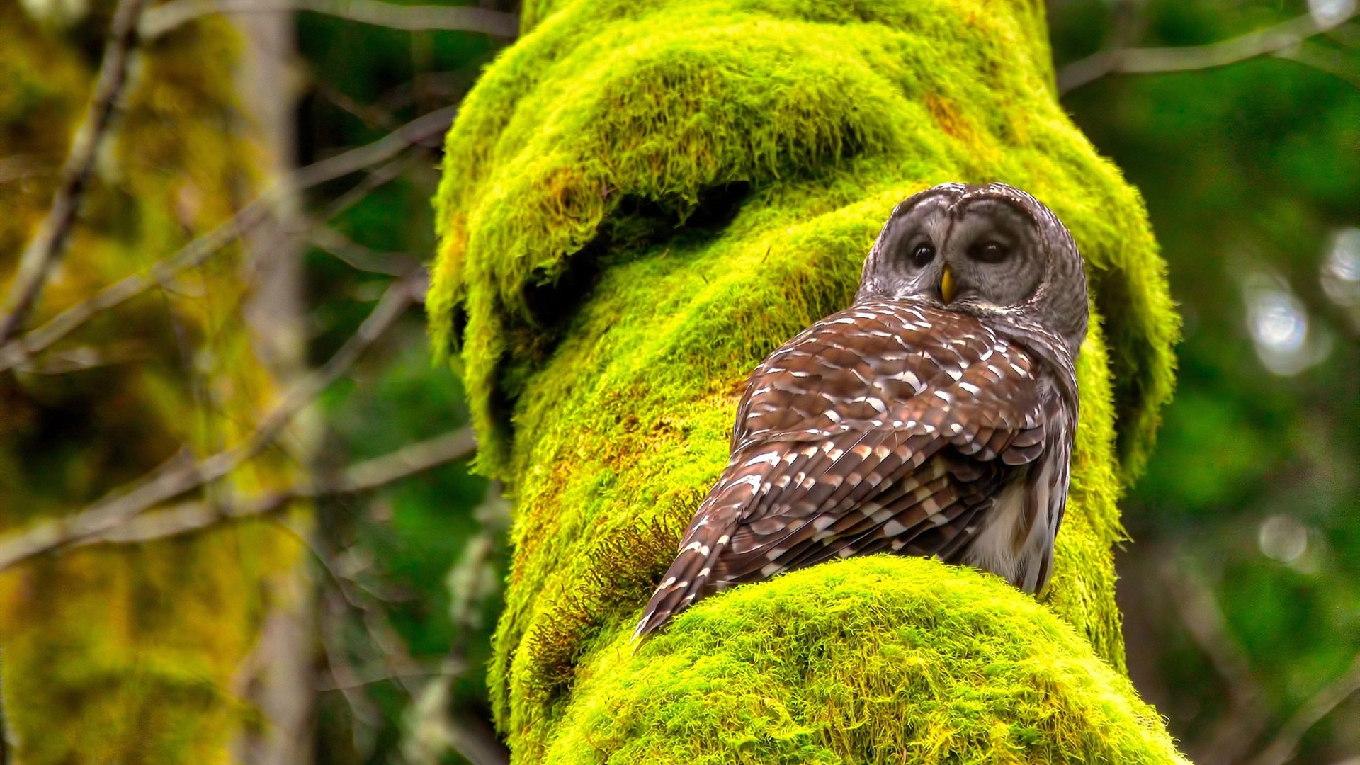 开云体育官网-当黄袍遇见红蓝，一场十亿对决中，德国火炮如何撕碎宇宙防线