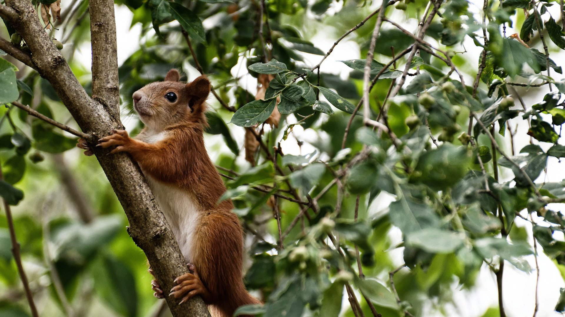 绿巨人的阴影，文班亚马如何让夏洛特黄蜂窒息？