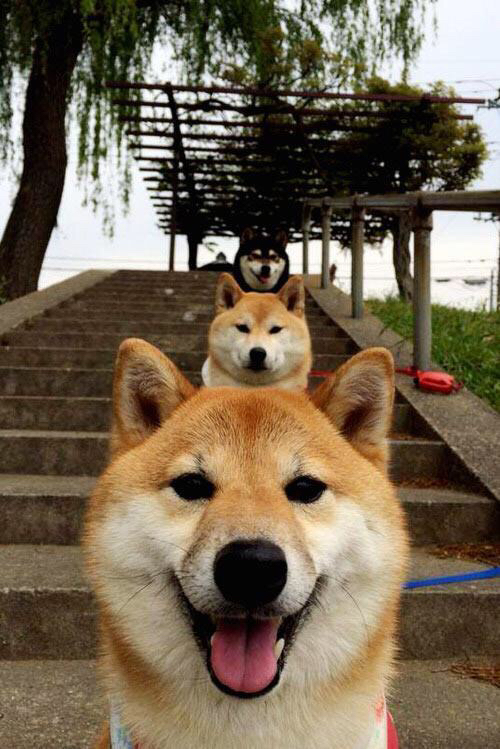 从蜂鸣到狮吼，西亚卡姆的跨越之战