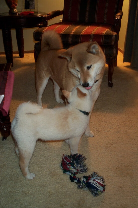 开云体育app-致命连线，罗德里戈一剑封喉，葡萄牙用无形默契击碎东瀛铁壁